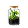 TERRARIUM GLASS JAR