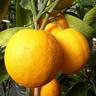 Orange Lue Gim Gong