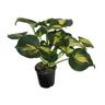 Hosta Thunderbolt