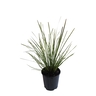 Lomandra Tanika