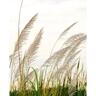 Splashback Glass 600 x 750mm Feathery Fronds
