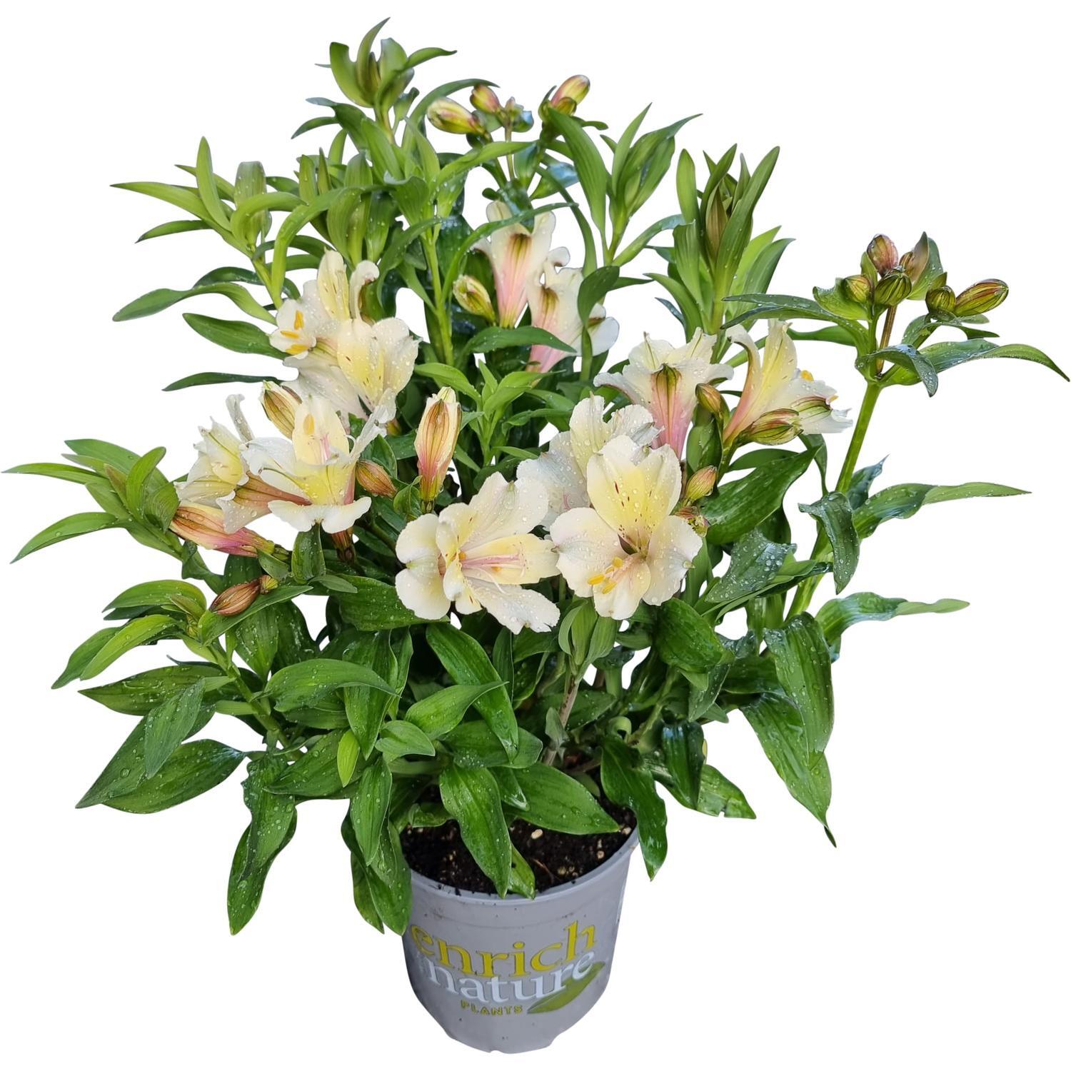 Alstroemeria Summer Glow