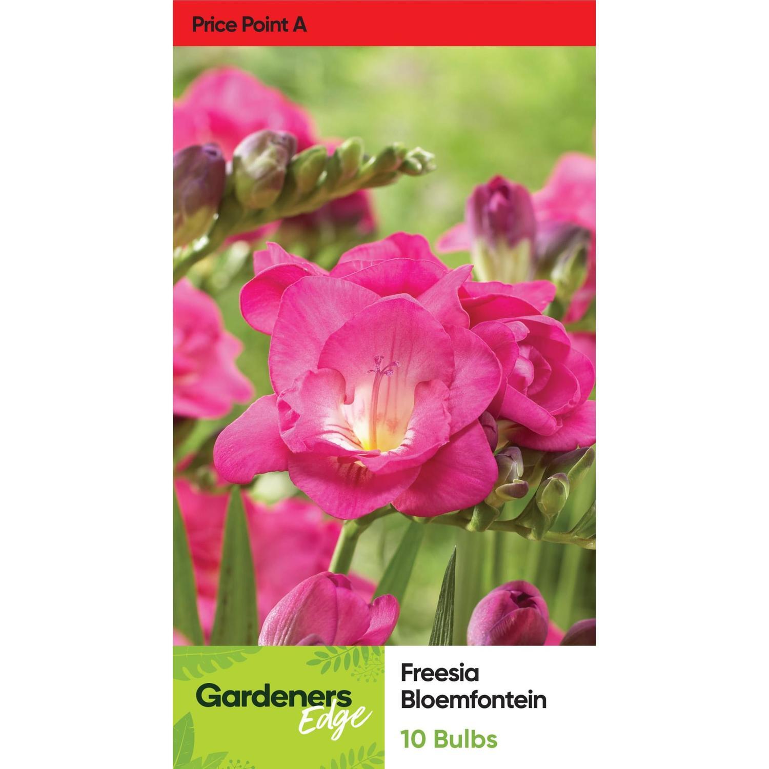Freesia Double 'Bloemfontein'