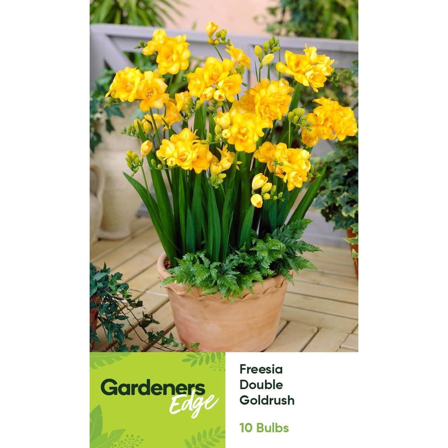 Freesia Double Yellow Goldrush 10 pack