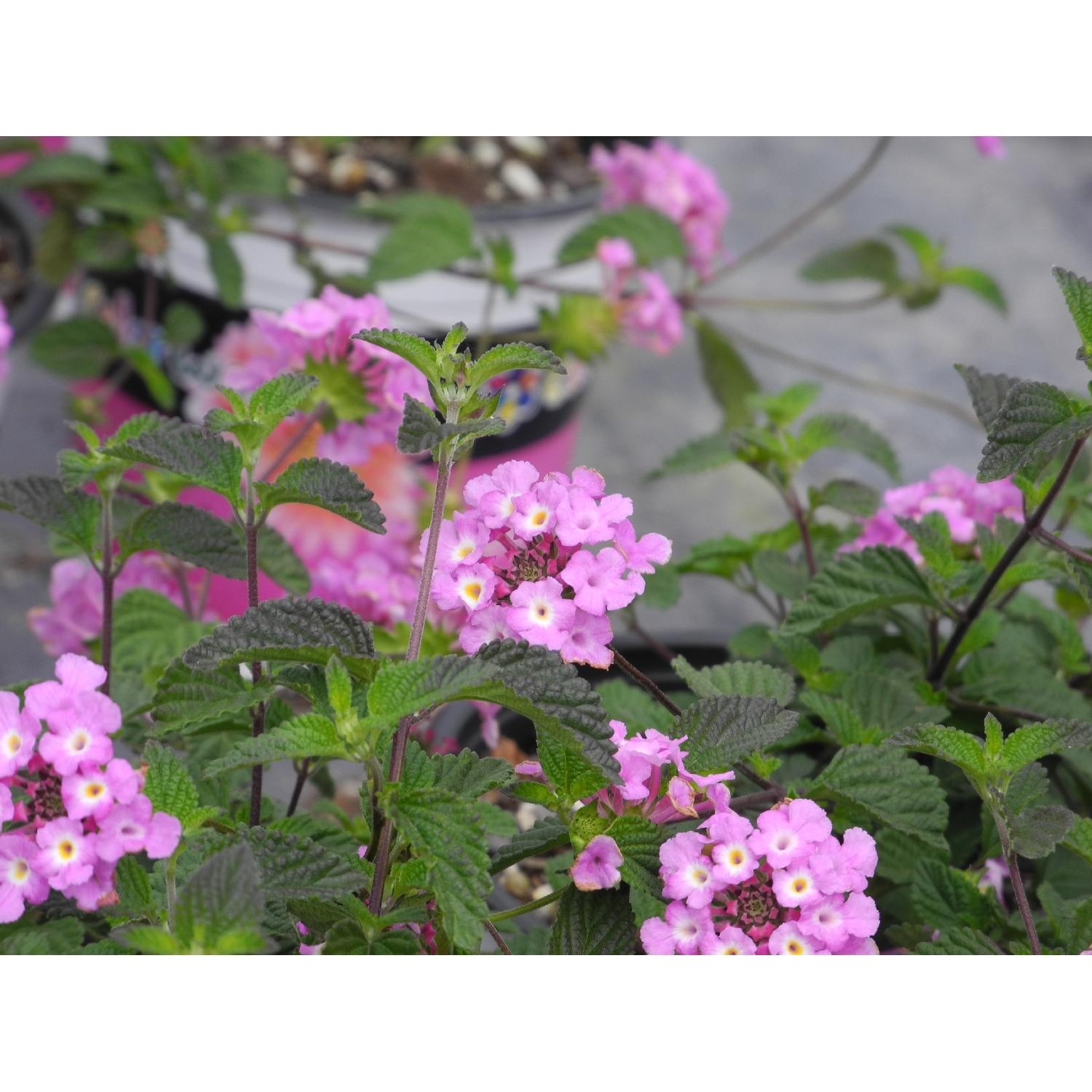 Lantana Montevidensis