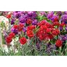 Dianthus Passion