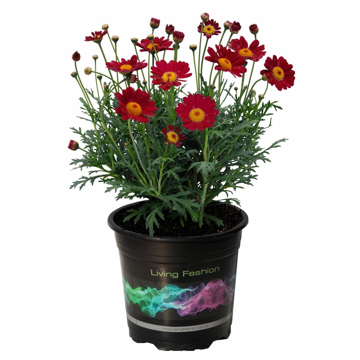 Federation Daisy Starlight Red