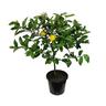 Meyer Lemon Tree 8.5 litre