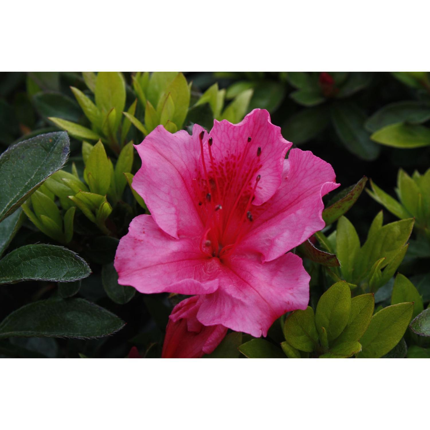 Azalea