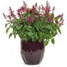Salvia Rockin'