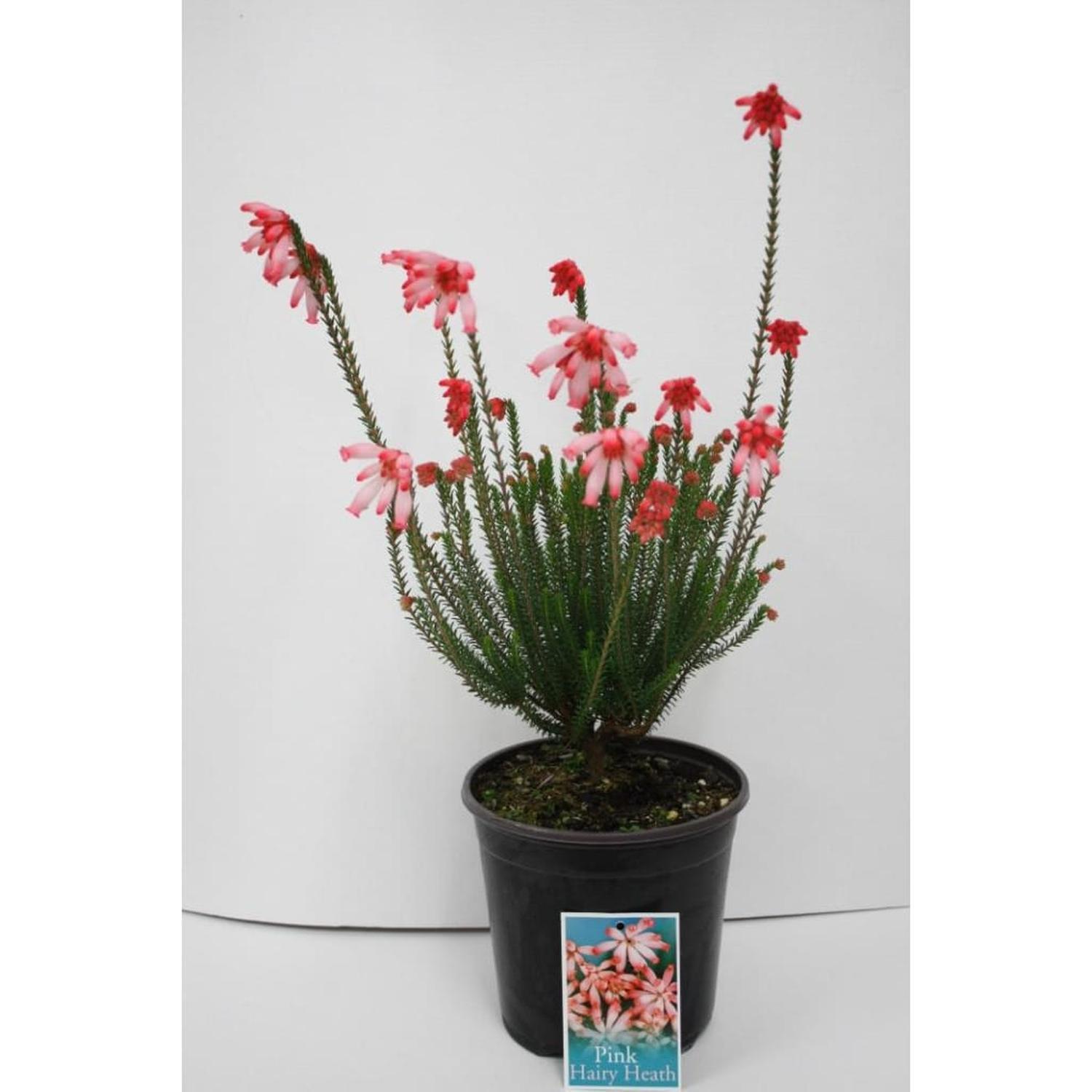 Erica Cerinthoides Pink