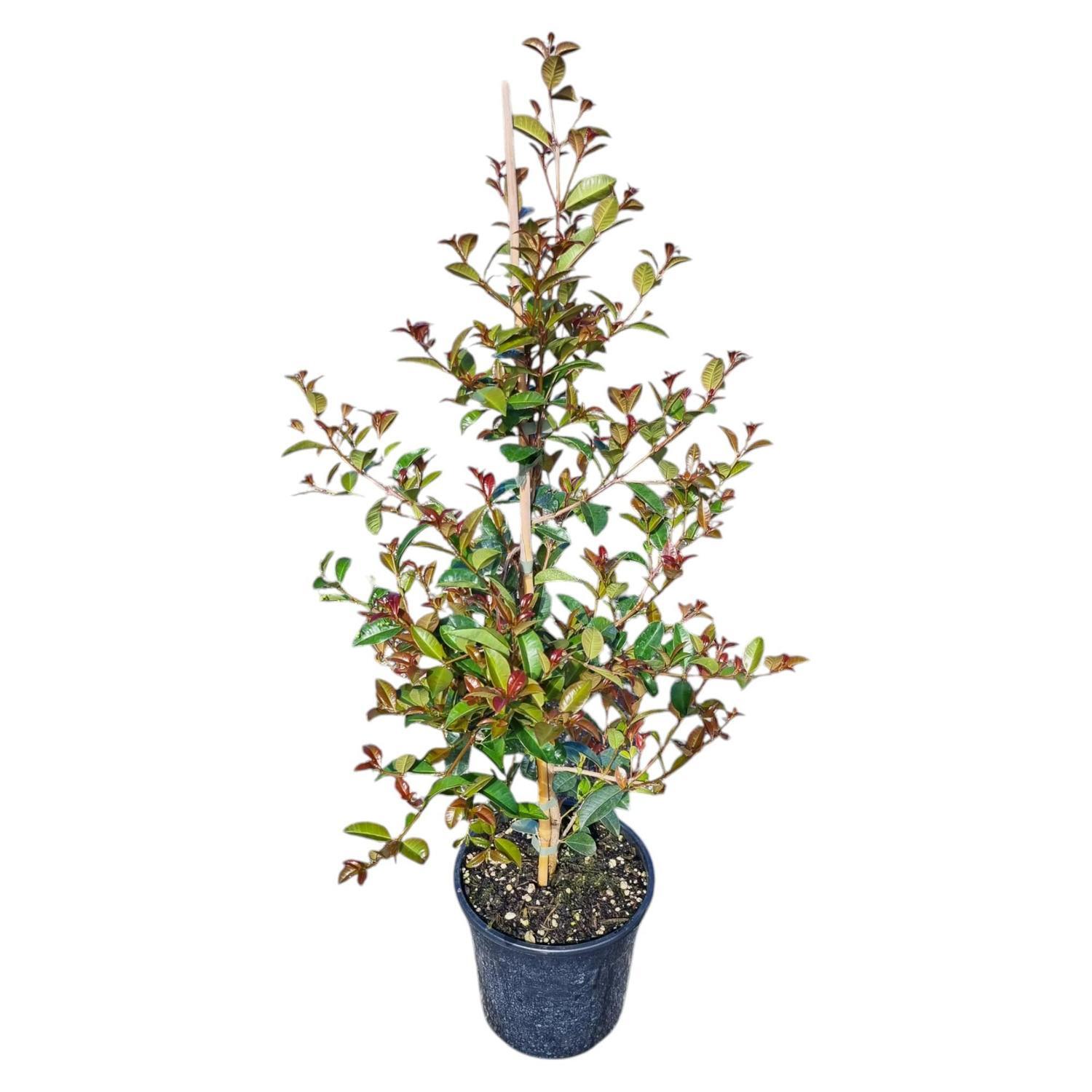 Eugenia Ventenati 'Lilly Pilly' 4L