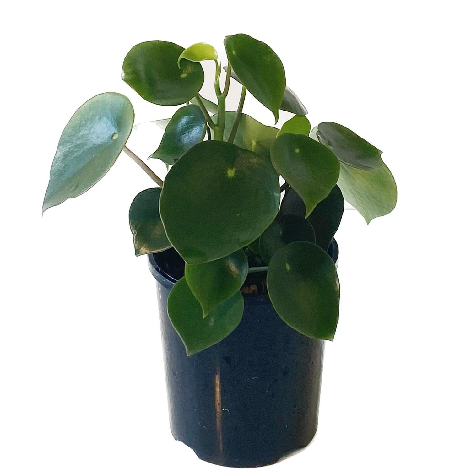 Peperomia Polybotra 12cm