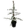 Pyracantha 'Brilliant' 3.3 litre