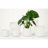 Indoor Cottage Cup Pot White 12.5cm 111 x 122 x 122mm