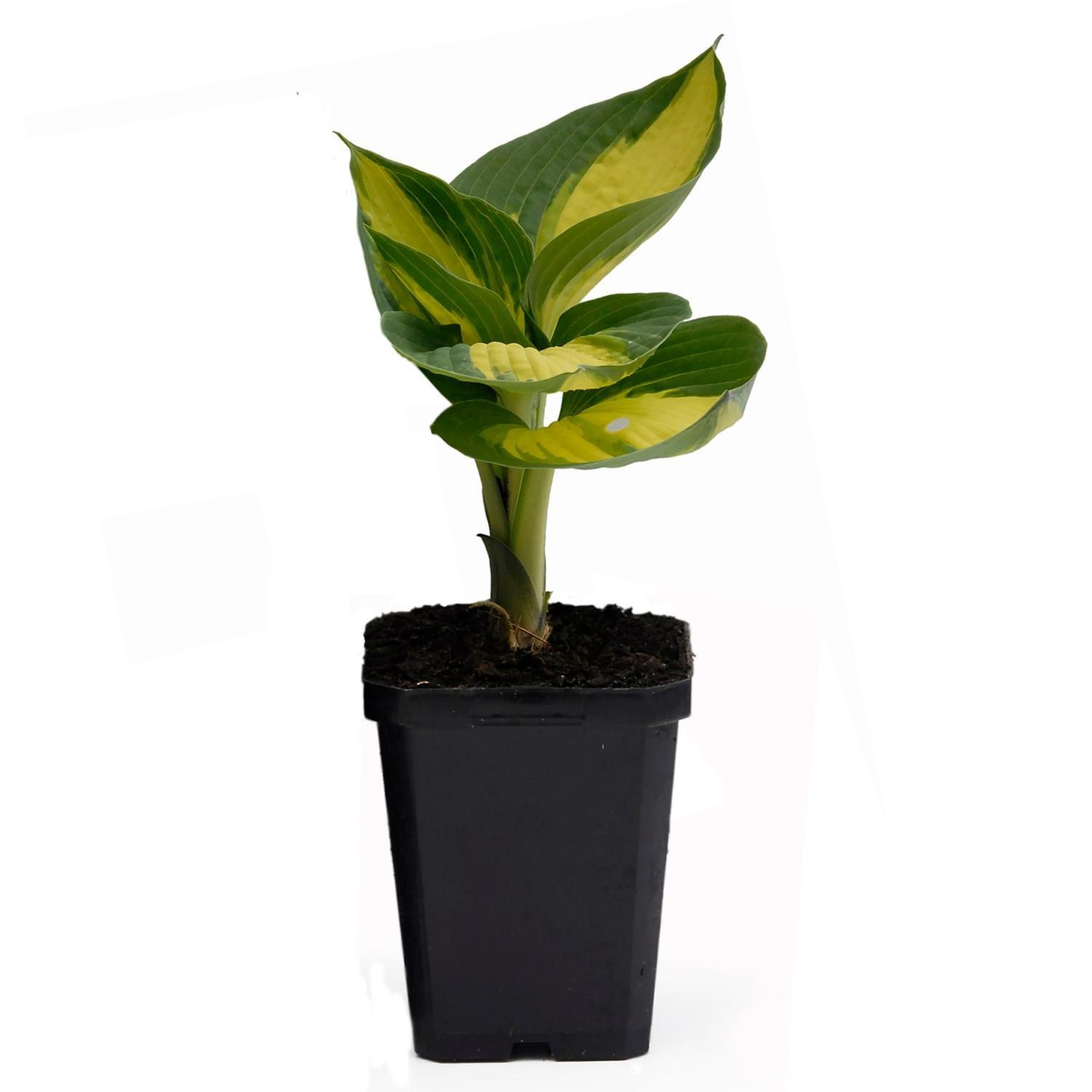 Hosta Raspberry Sundae