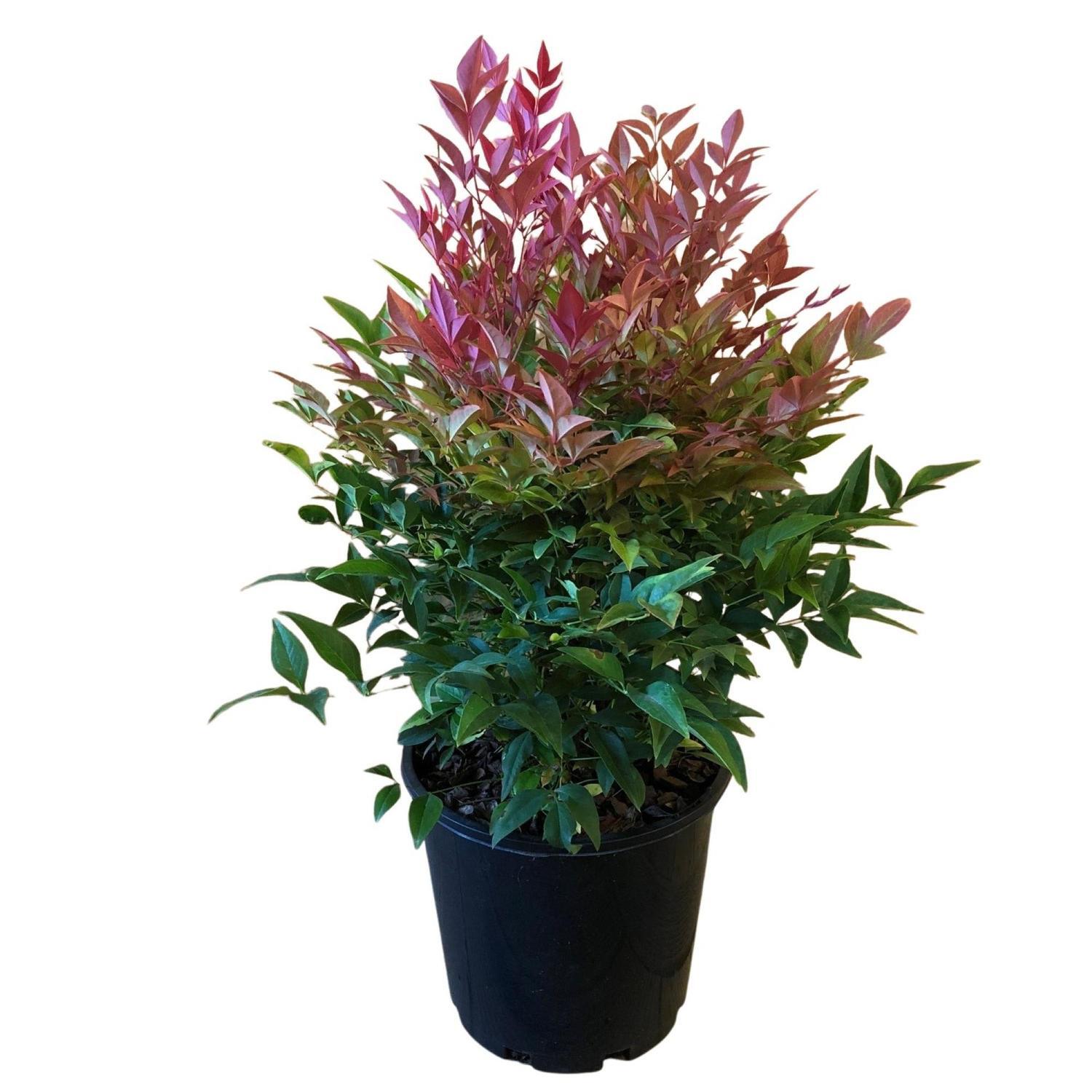 Nandina Obsession 4.5 litre Green,Red