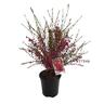Boronia Lipstick