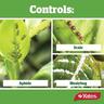 Citrus, Vegie & Ornamental Insecticide