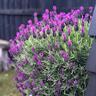 Lavender Plumberry Ruffles   15cm