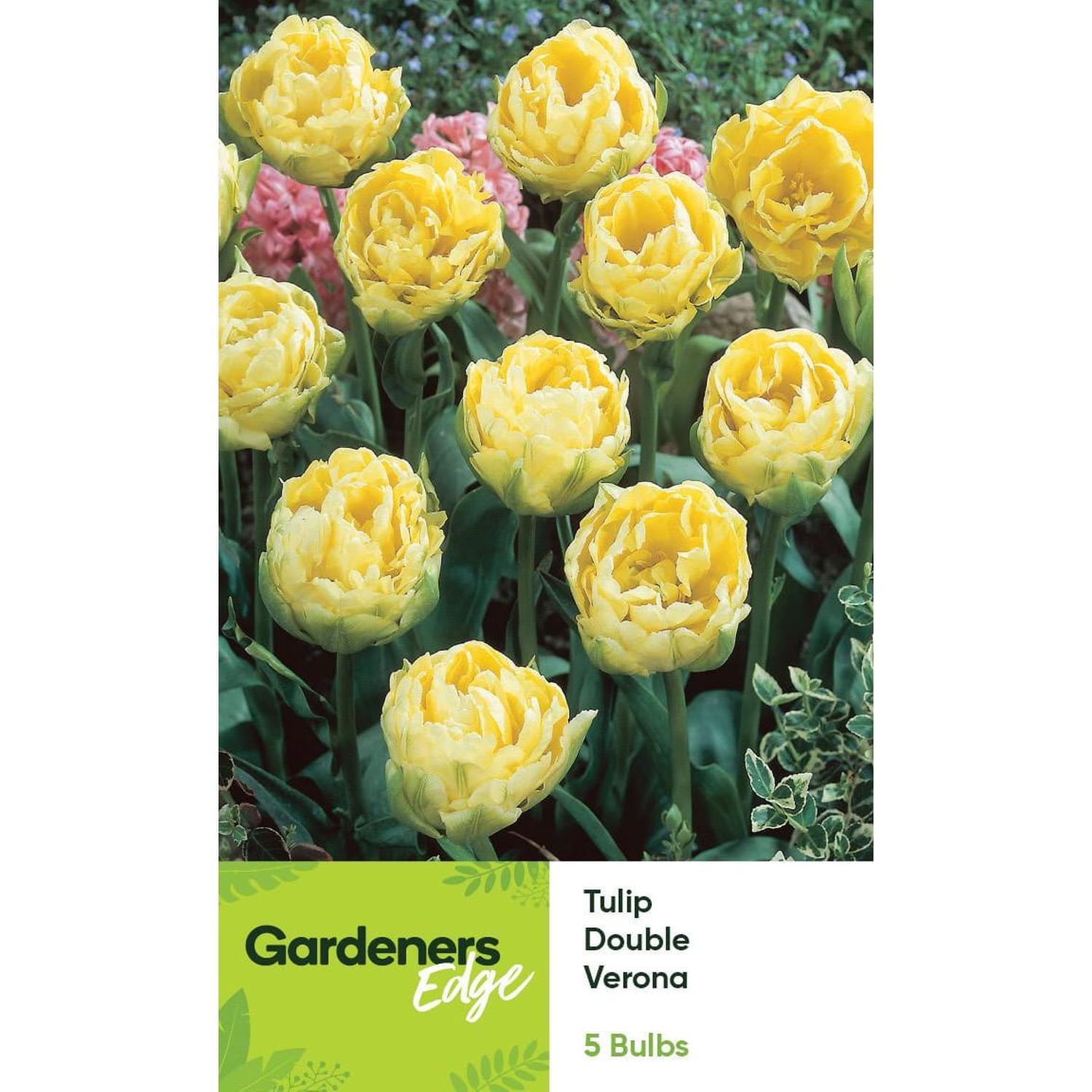 Tulip Peony Verona 5 pack