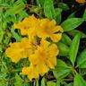 Vireya Scented Sun 3.3L