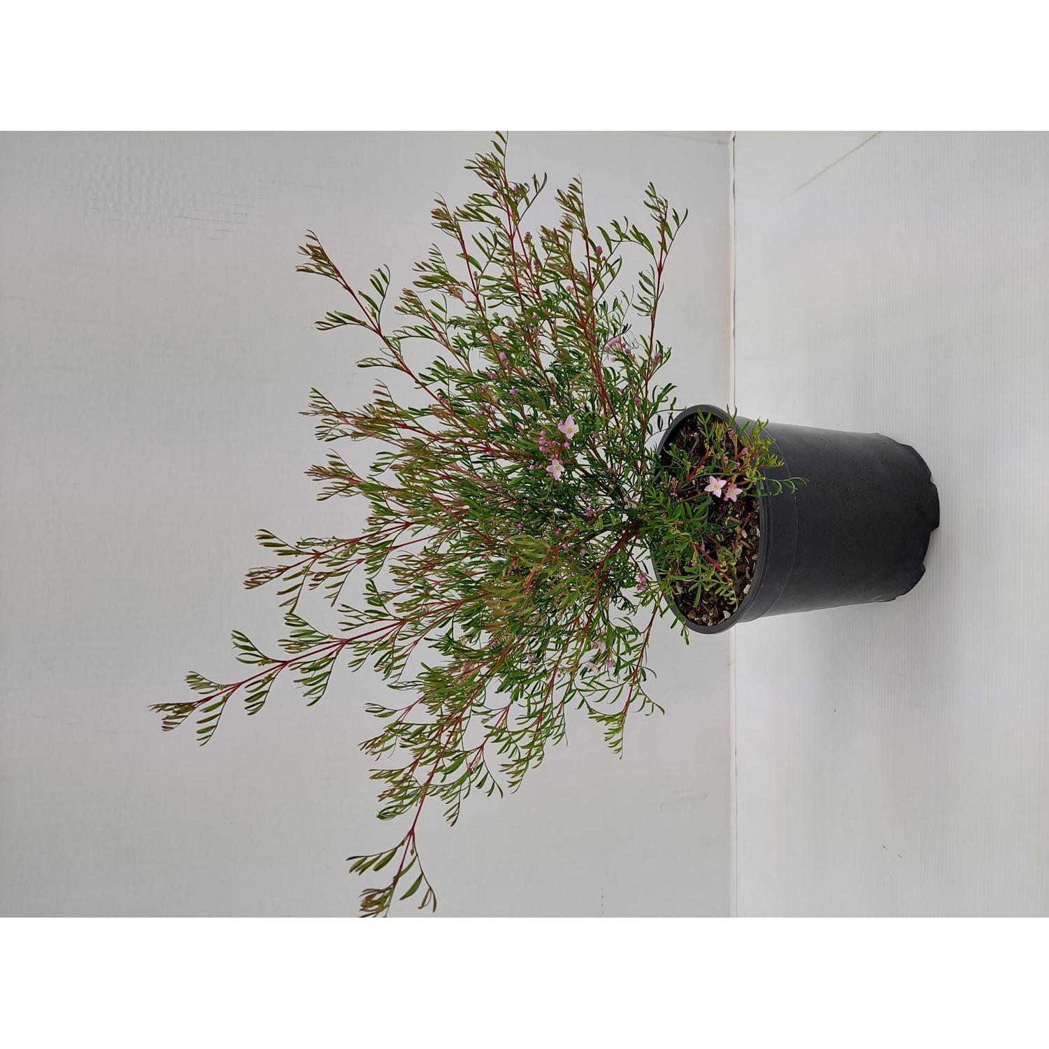 Boronia Pinnata