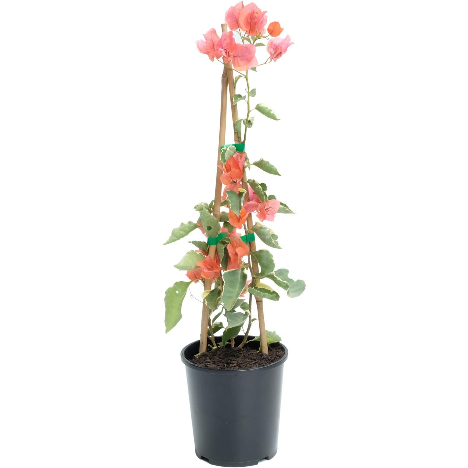 Bougainvillea Bambino Miski