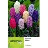 Hyacinth Mixed