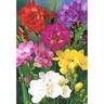 Freesia Premium Mixed Pack of 5