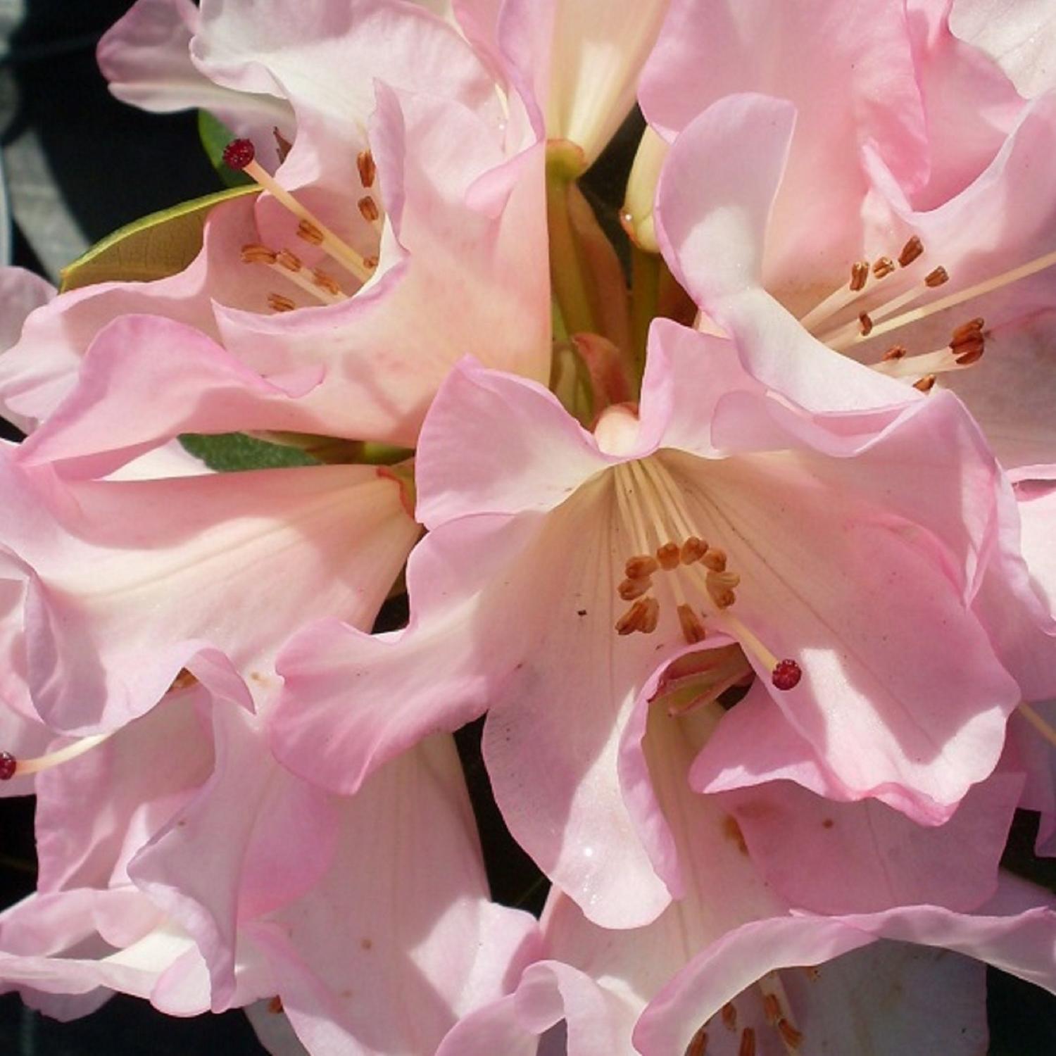 Rhododendron 'Bruce Brechtbill'