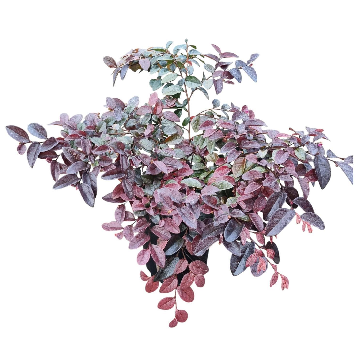Loropetalum Burgundy 3.3L
