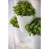 Stackable Ivy Herb Planter