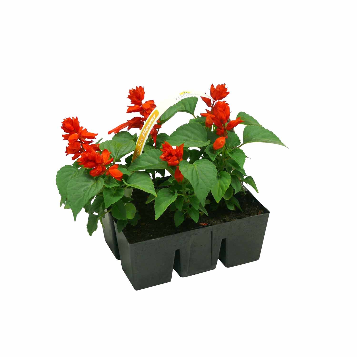Salvia