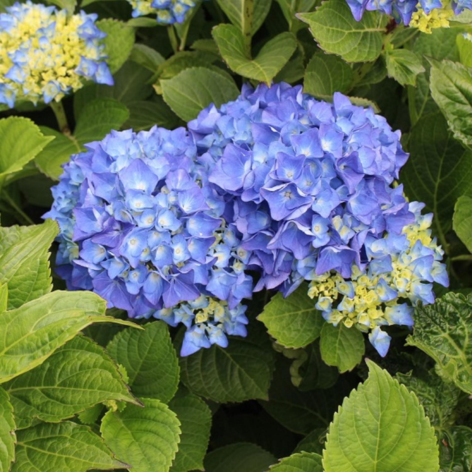 Hydrangea Renate Steiniger