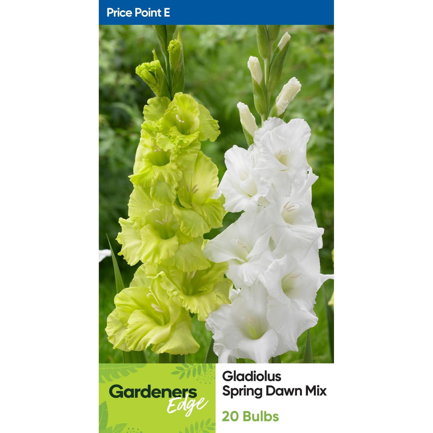 Gladioli Spring Dawn Mix 20 Pack