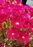 Mesembryanthemum Scarlet