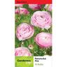 Ranunculus 'Pink'
