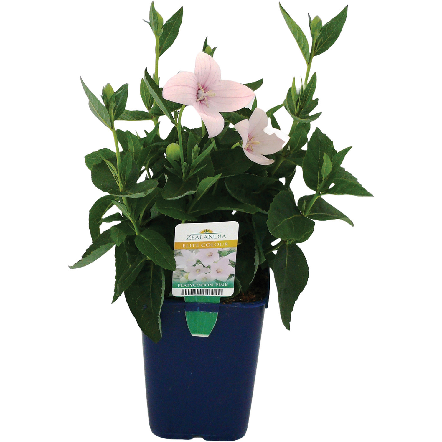 Platycodon 14cm