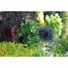 Ceanothus Blue Sapphire Standard