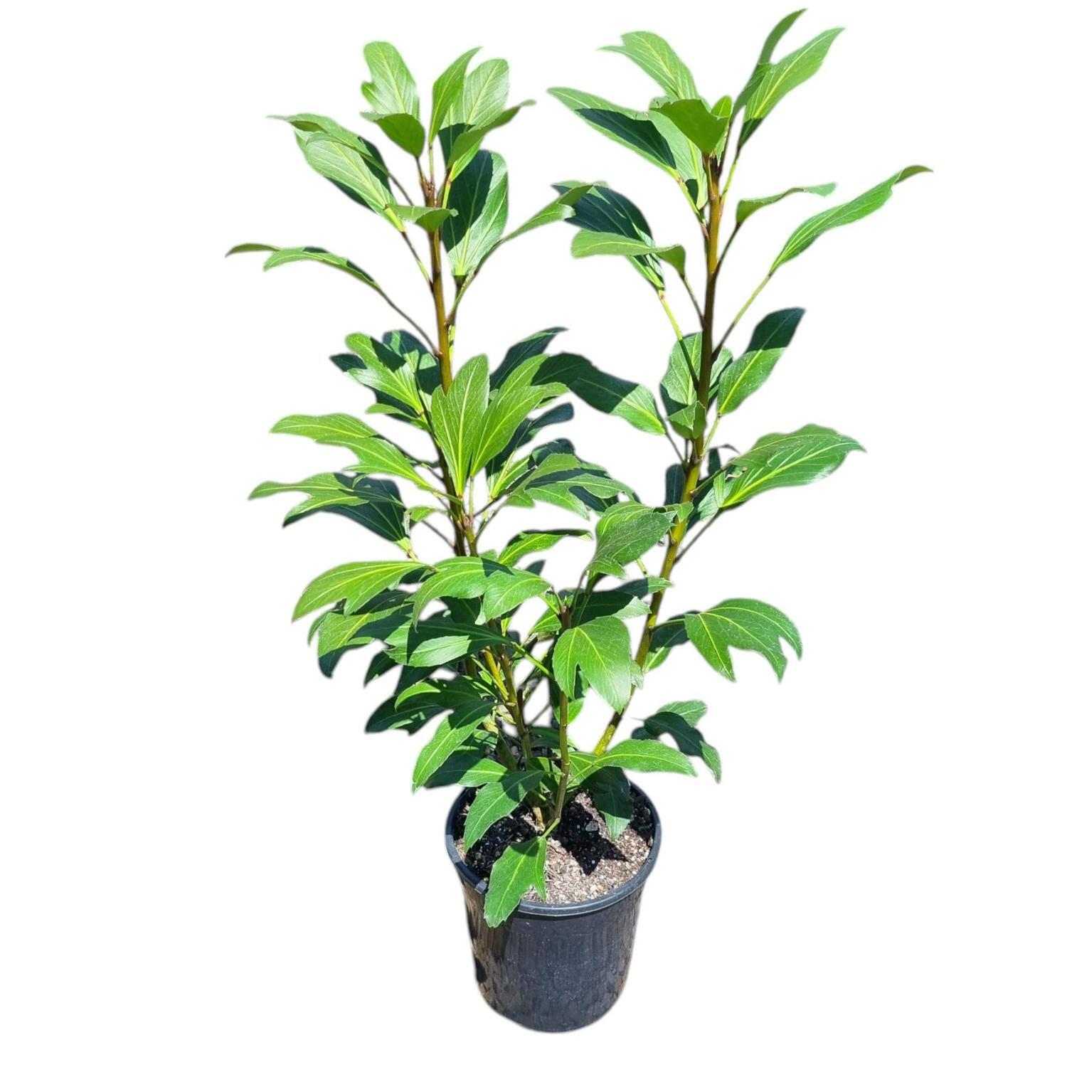 Pseudopanax Trident 4L