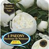Paeony Double 'Duchesse De Nemours'