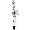 Apple Semi-Dwarf 'Adorable' 4.7 litre