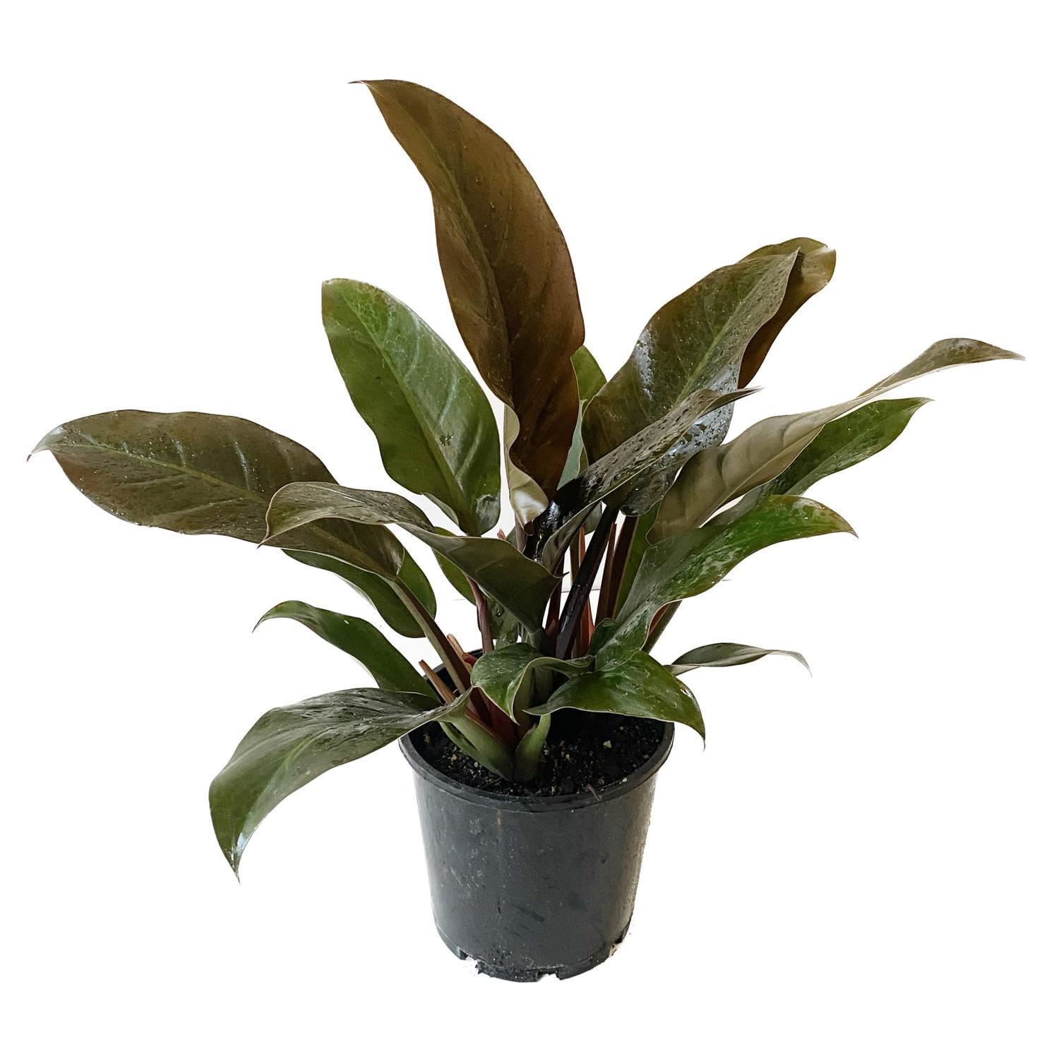 Philodendron Red Congo 20cm