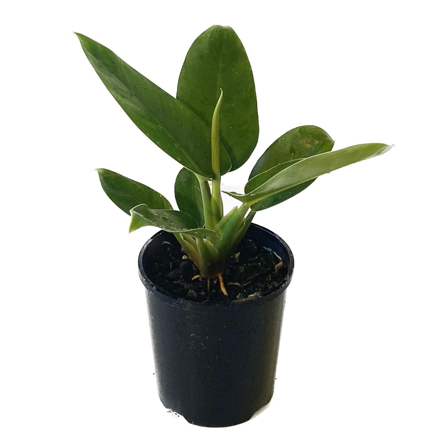 Philodendron Imperial 12cm