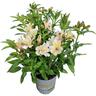 Alstroemeria Summer Glow