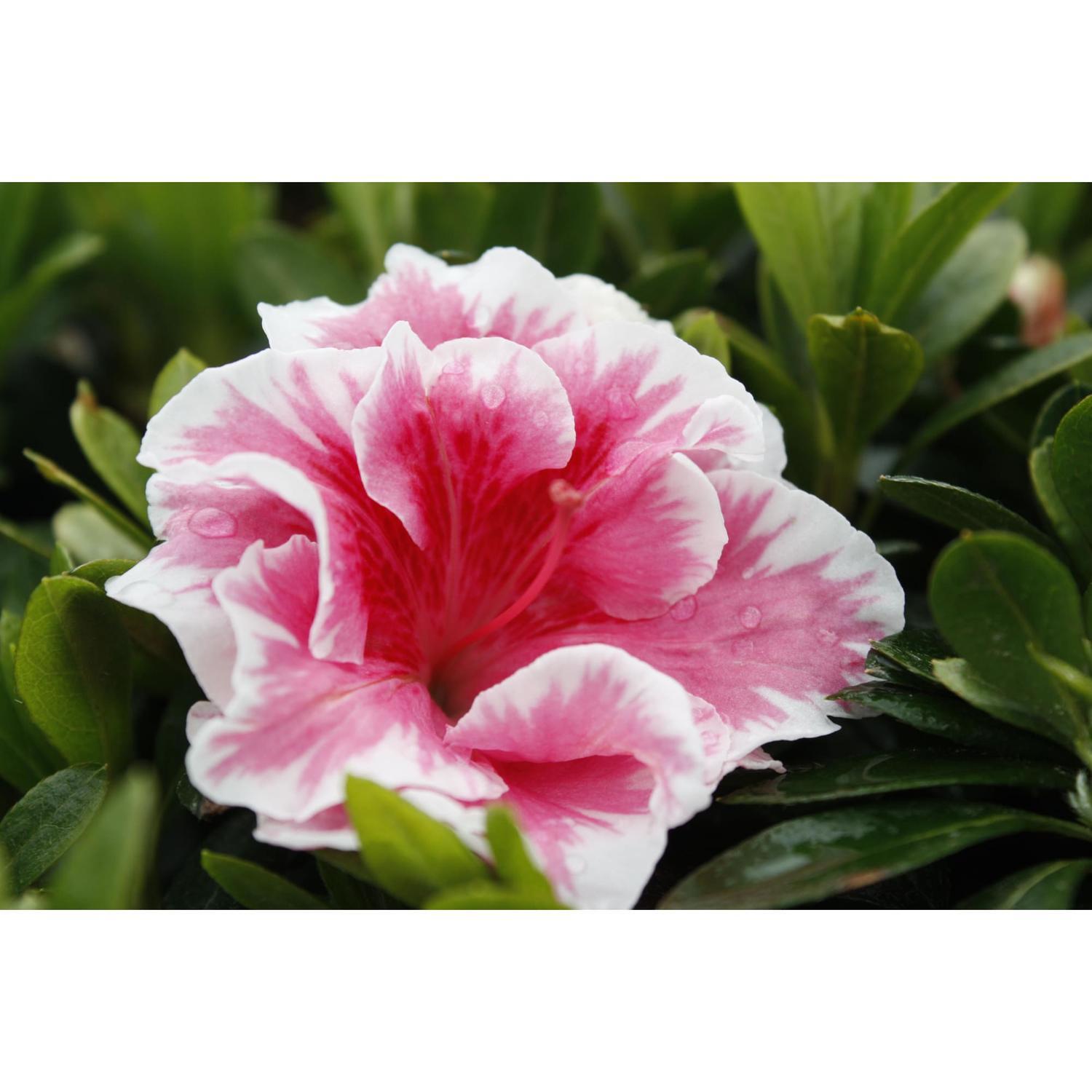 Azalea