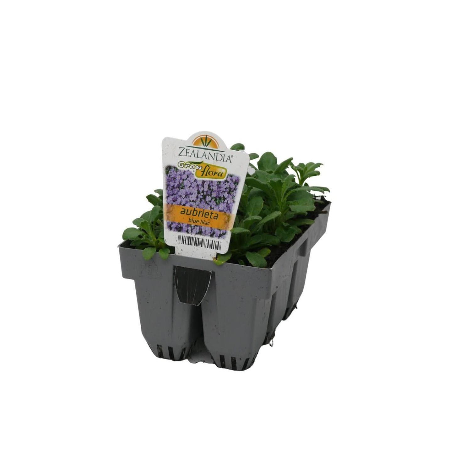 Aubrieta Blue Lilac