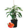 Capsicum Mighty Bite Orange