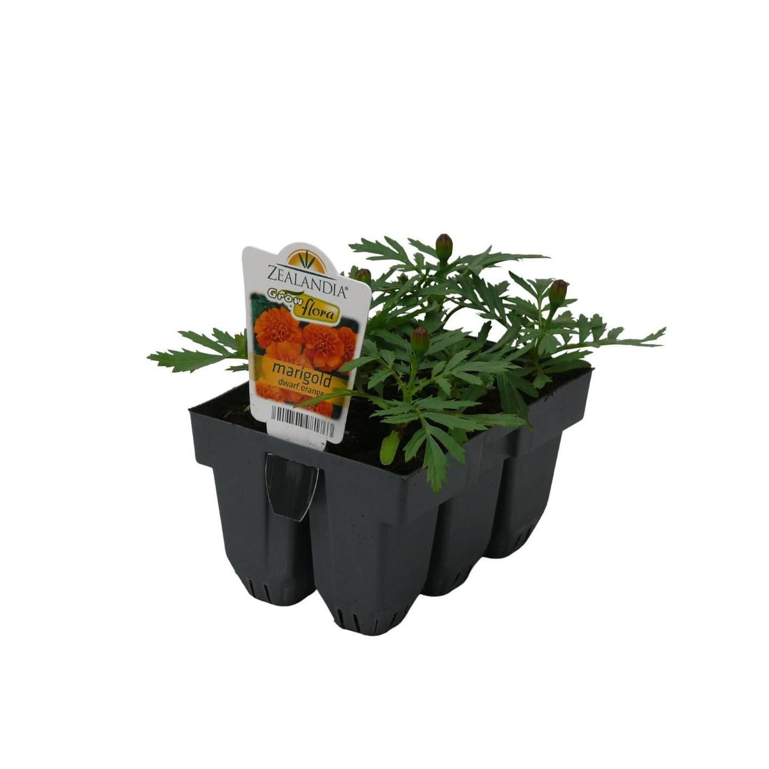 Marigold Dwarf